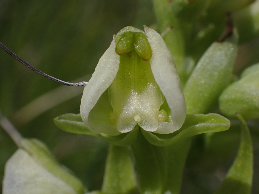 Pterygodium leucanthum