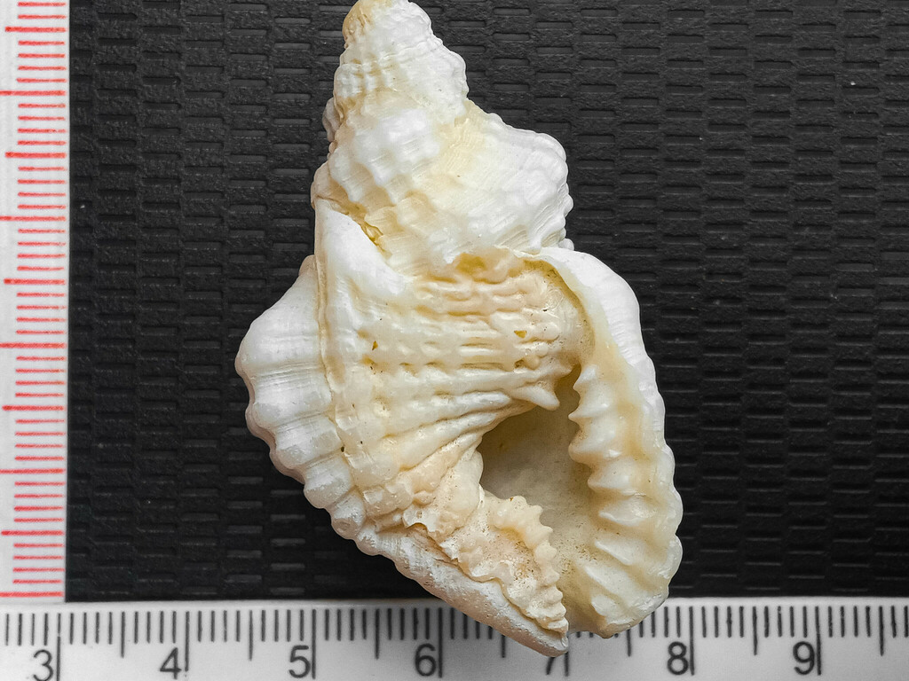 Distorsio constricta