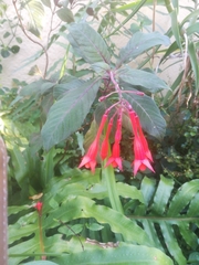 Fuchsia triphylla