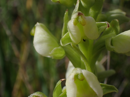 Image of Pterygodium leucanthum by (c) Ren Hoekstra, some rights reserved (CC BY)