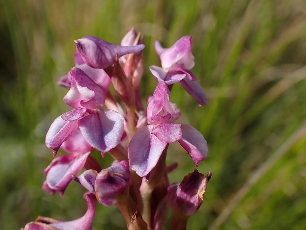 Disa stricta