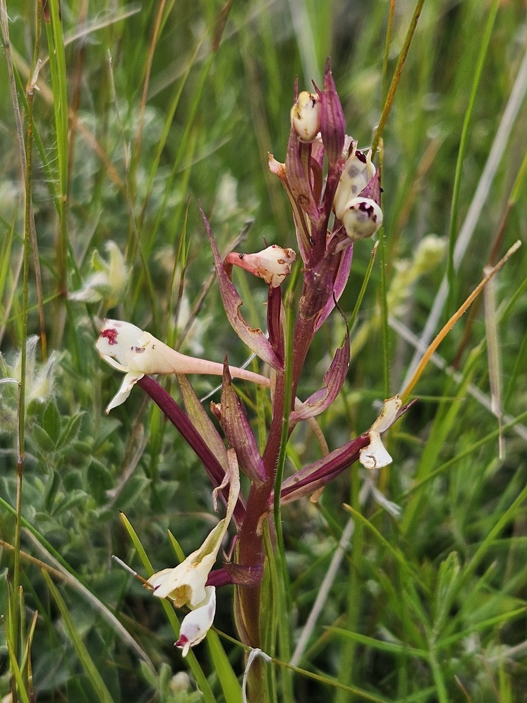 Disa nivea