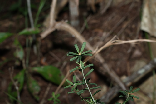 Image of Pultenaea retusa by (c) Greg Tasney, some rights reserved (CC BY-SA)
