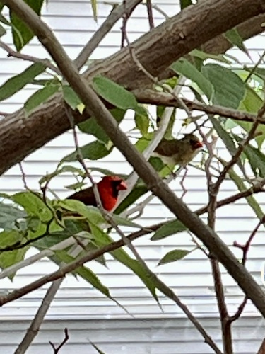 Northern Cardinal photographed in Louisiana