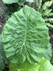 Alocasia macrorrhizos