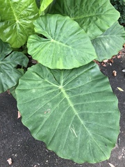 Alocasia macrorrhizos