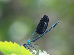 Calopteryx xanthostoma