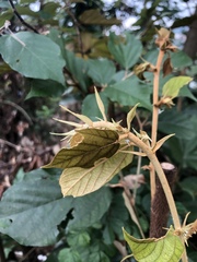 Pterospermum heterophyllum