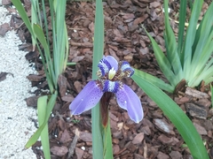 Trimezia coerulea