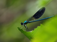 Calopteryx xanthostoma