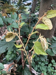 Pterospermum heterophyllum