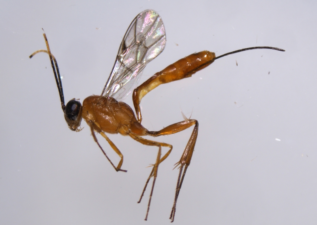 Trathala annulicornis