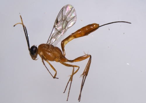 Trathala annulicornis