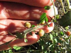 Ayenia compacta