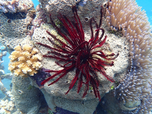 Photo of Red feather star (Himerometra robustipinna)