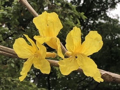 Handroanthus chrysanthus