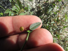 Ayenia compacta