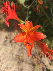 Alstroemeria ligtu