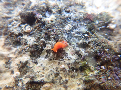 Vayssierea felis (Collingwood, 1881)