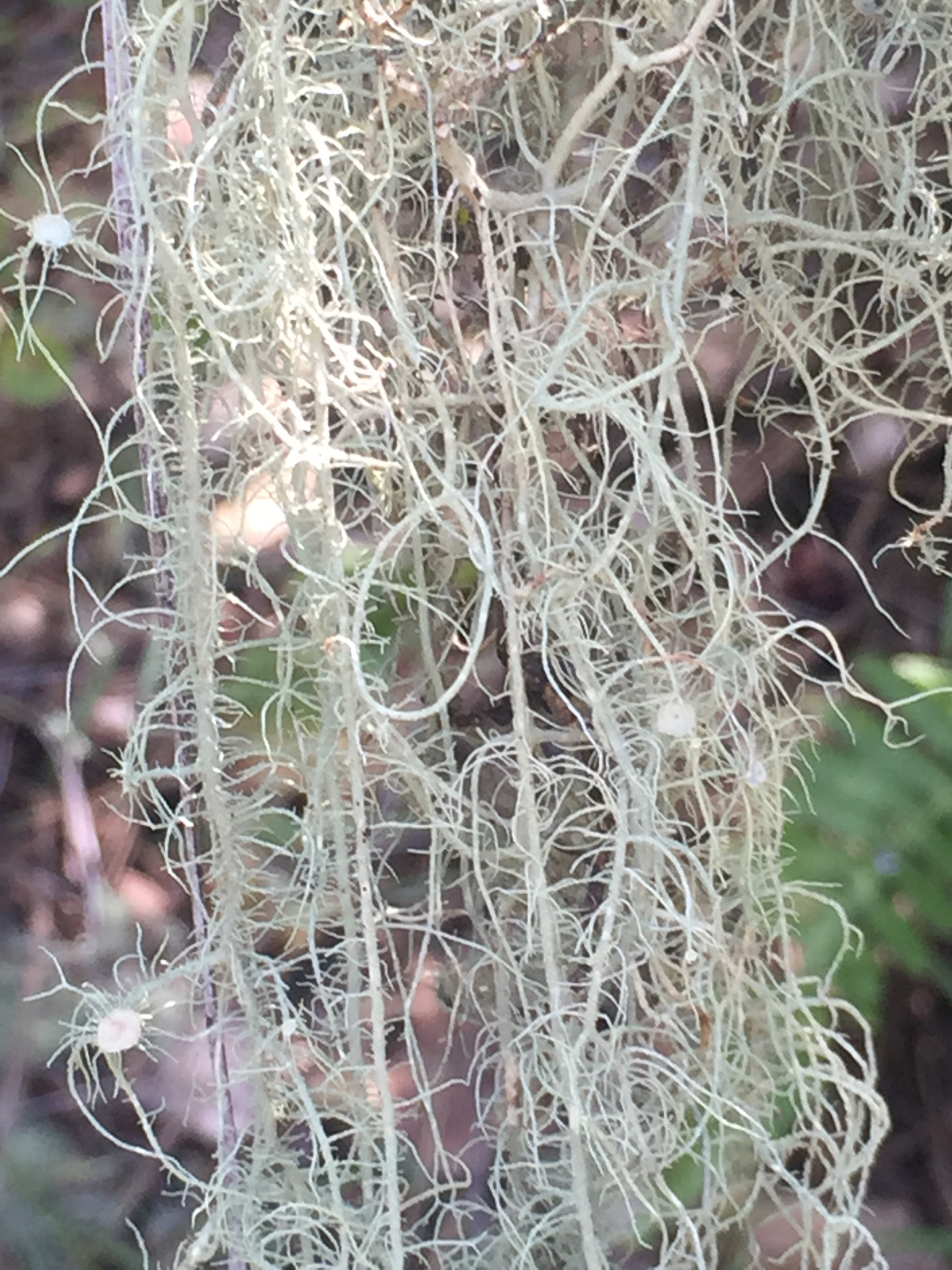 Usnea image