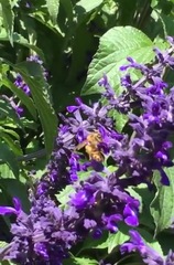 Apis mellifera