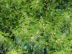Leucaena pulverulenta