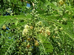 Leucaena pulverulenta