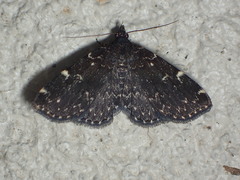 Idia scobialis
