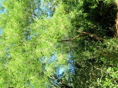 Leucaena pulverulenta
