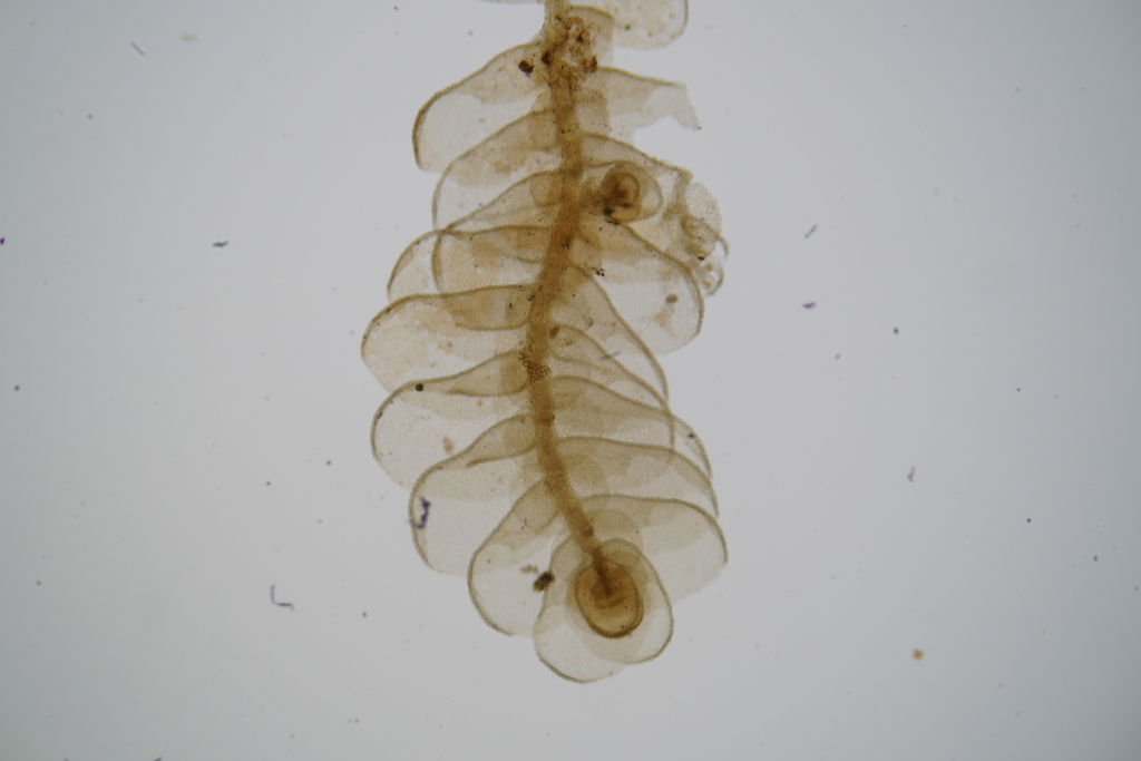 Cheilolejeunea xanthocarpa (Cheilolejeunea xanthocarpa)