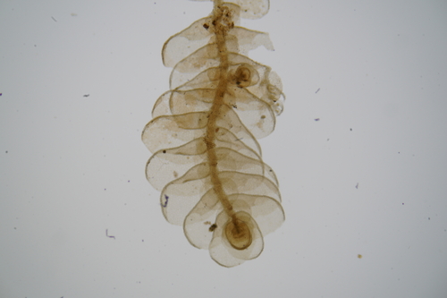 Cheilolejeunea xanthocarpa