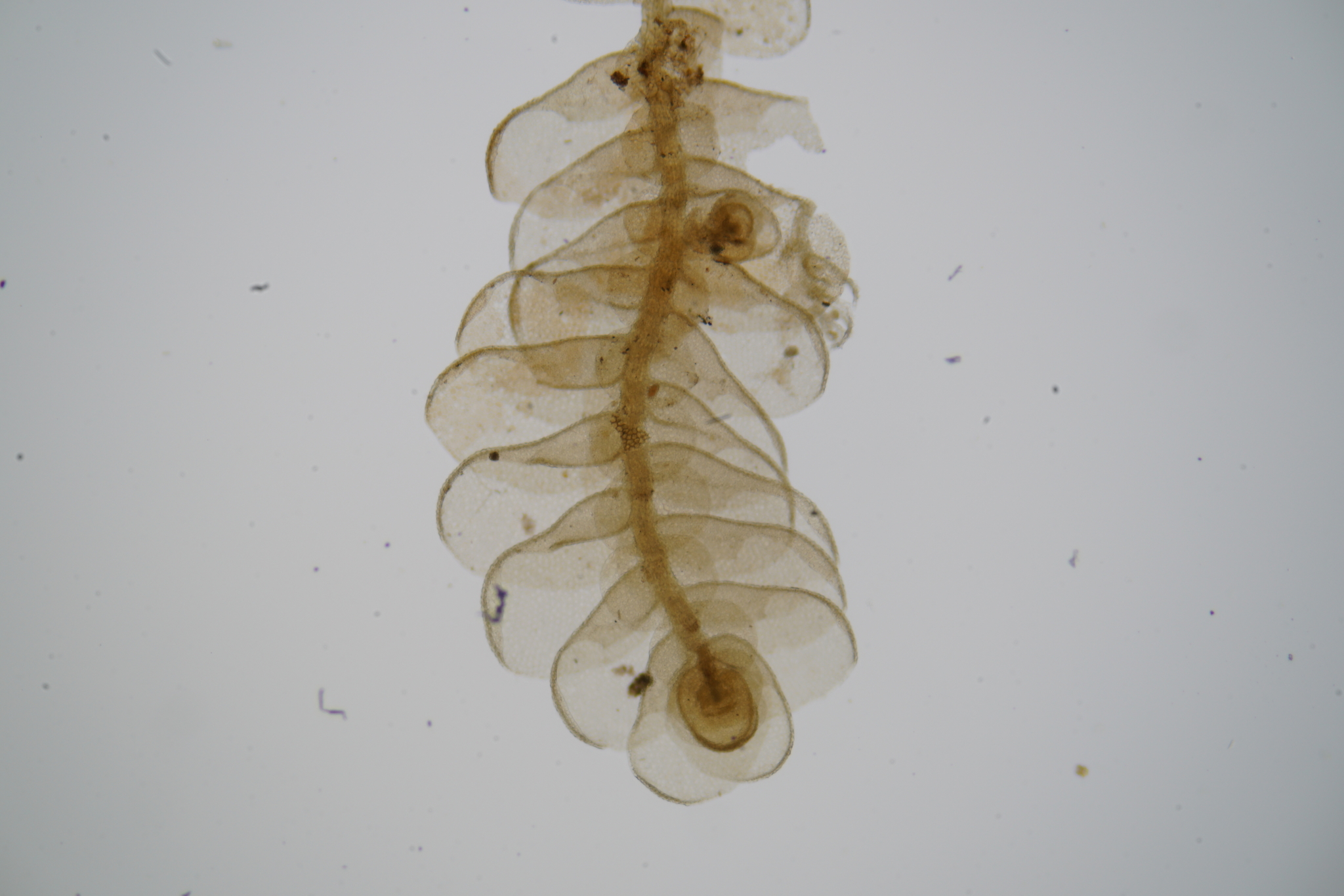 Cheilolejeunea xanthocarpa