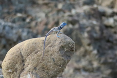 Pseudotrapelus jensvindumi