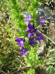 Triodanis
