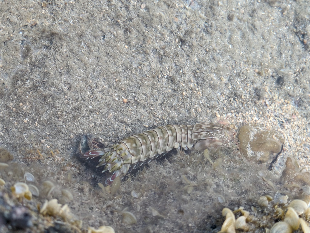 Photo of Striped Mantis Shrimp (Gonodactylus chiragra)