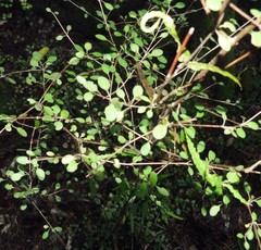 Coprosma rubra