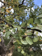 Commiphora tenuipetiolata