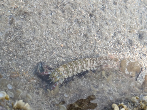 Photo of Striped Mantis Shrimp (Gonodactylus chiragra)