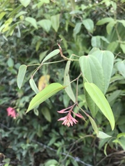 Bauhinia jenningsii