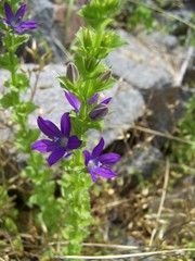 Triodanis