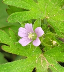 Geranium carolinianum