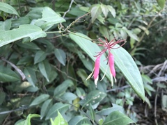 Bauhinia jenningsii