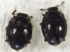 Acritus nigricornis