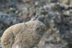 Pseudotrapelus jensvindumi