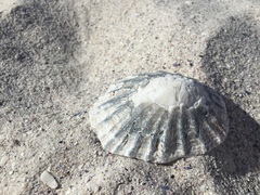 Nacellidae