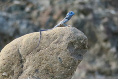 Pseudotrapelus jensvindumi