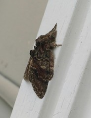 Peridea bordeloni