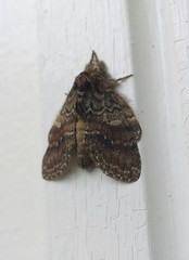 Peridea bordeloni