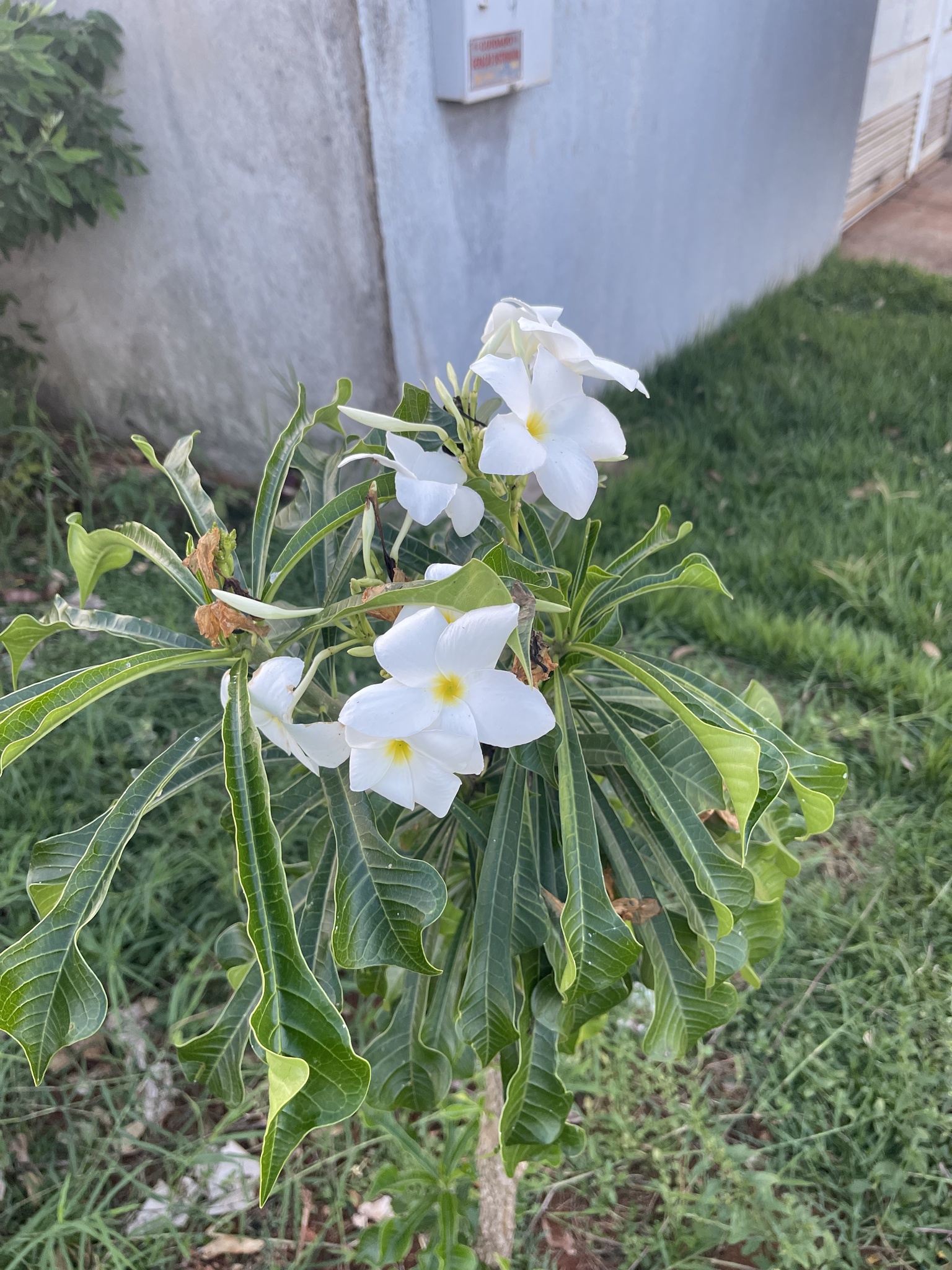 Plumeria pudica