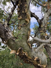 Commiphora tenuipetiolata